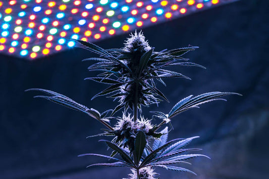 Essential Tools and Equipment for Growing Weed