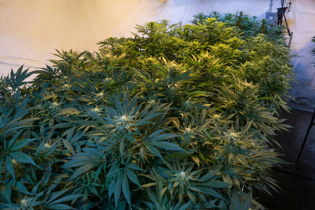 Grow Room Automation