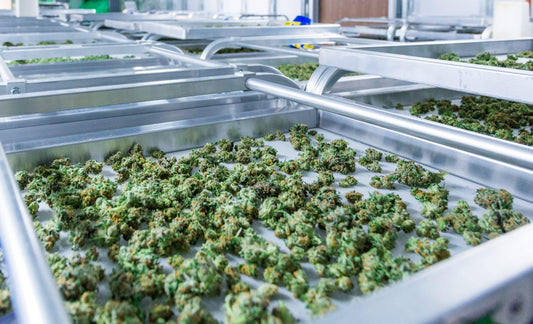 Tips for A Successful Cannabis Harvest