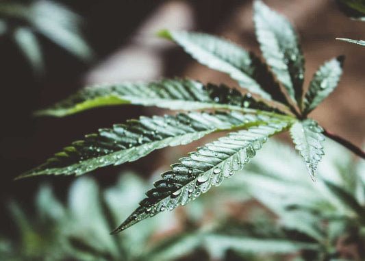 How to Flush Cannabis Plants Effectively