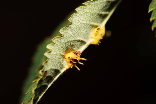 Dealing with Cannabis Leaf Septoria