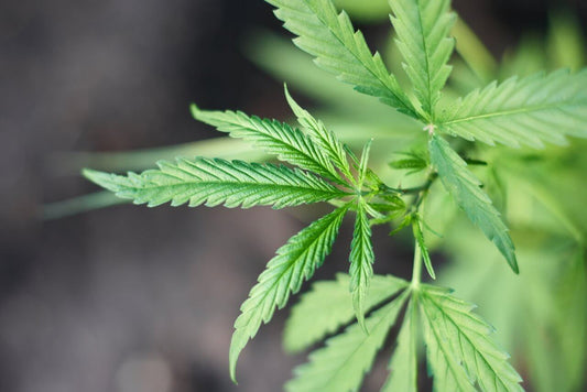Copper Deficiency in Cannabis