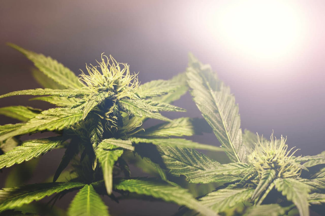 How to Increase Cannabis DLI for Bigger Yields