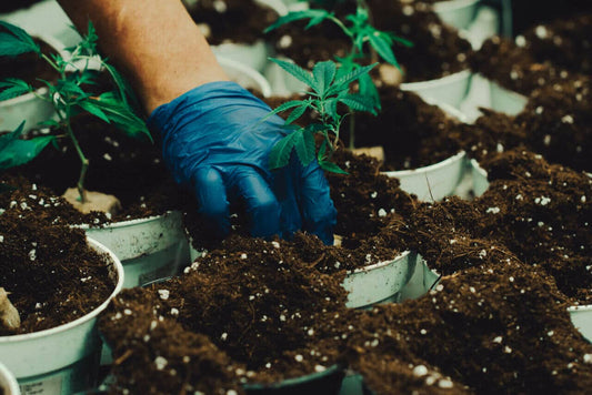 Using Jadam Microbial Solution in Soil for Growing Cannabis