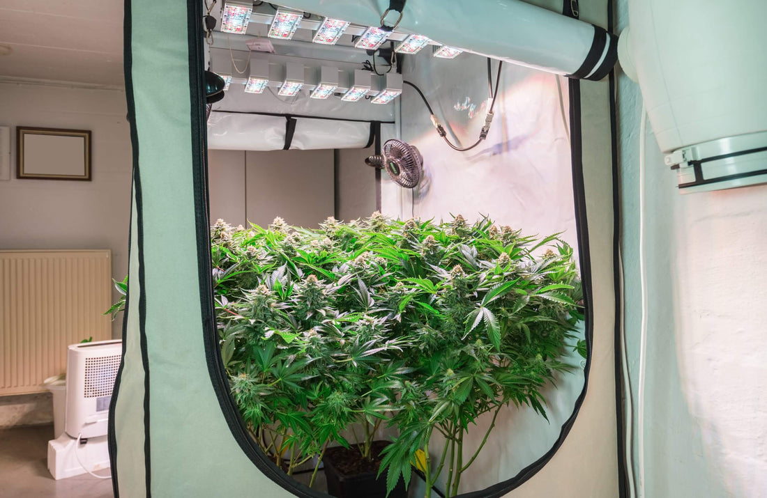 Mainlining Cannabis Plants