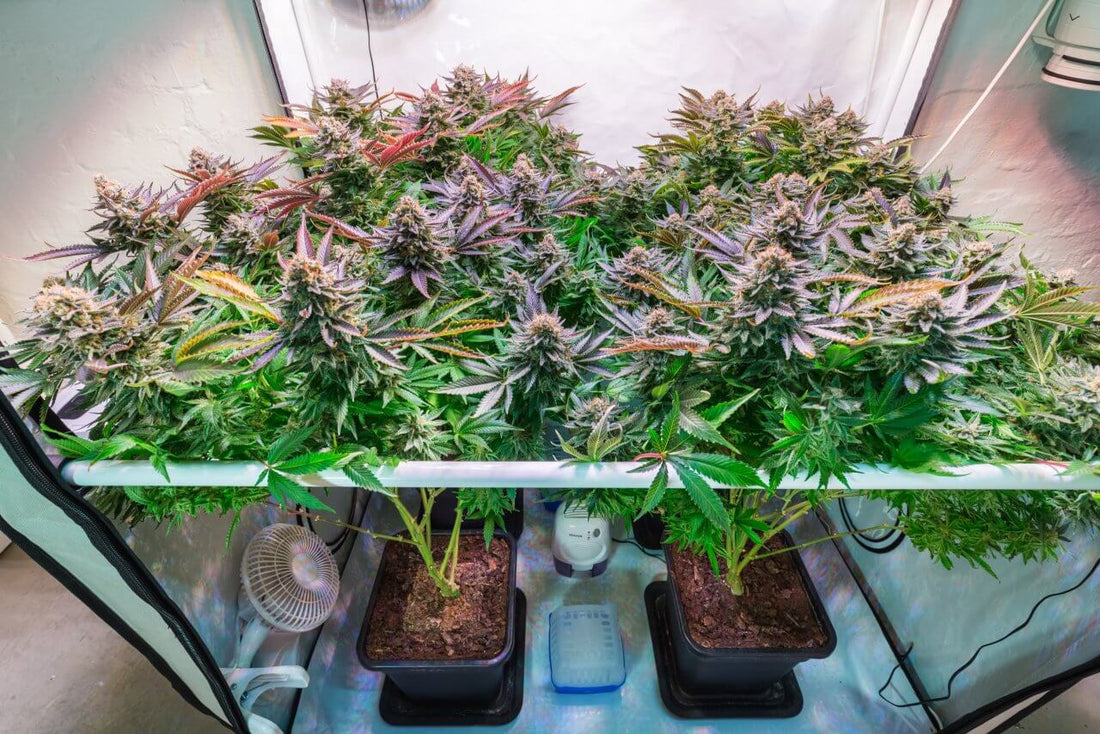 Your Trusted Guide to Lollipopping Cannabis