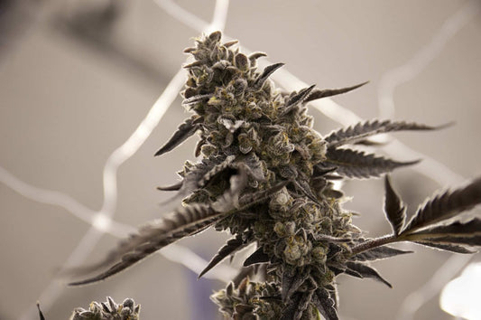 Transition to Flowering: Light Cycles and Timing