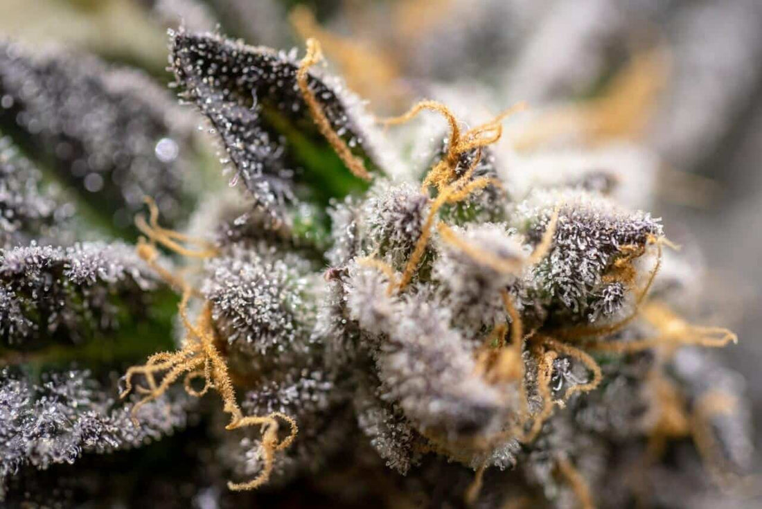 How to Identify, Treat and Prevent Bud Rot