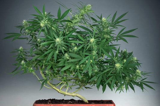 How to Grow a Cannabis Bonsai