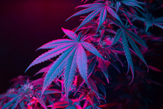 Silicon Deficiency in Cannabis