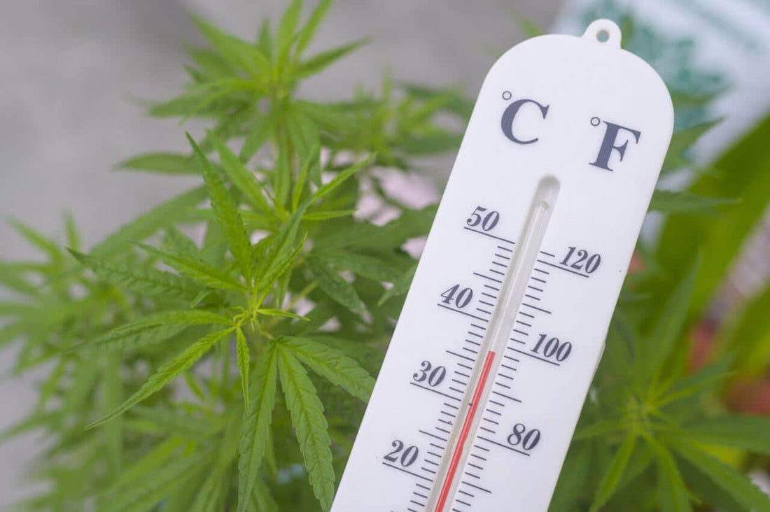 The ideal temperature and humidity for a grow tent