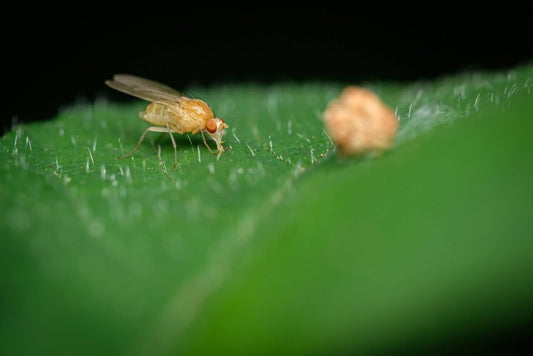 Leaf Miners on Cannabis Plants