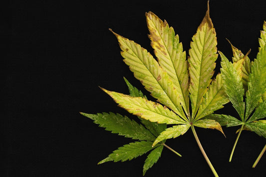 Dealing With Cannabis Nutrient Burn