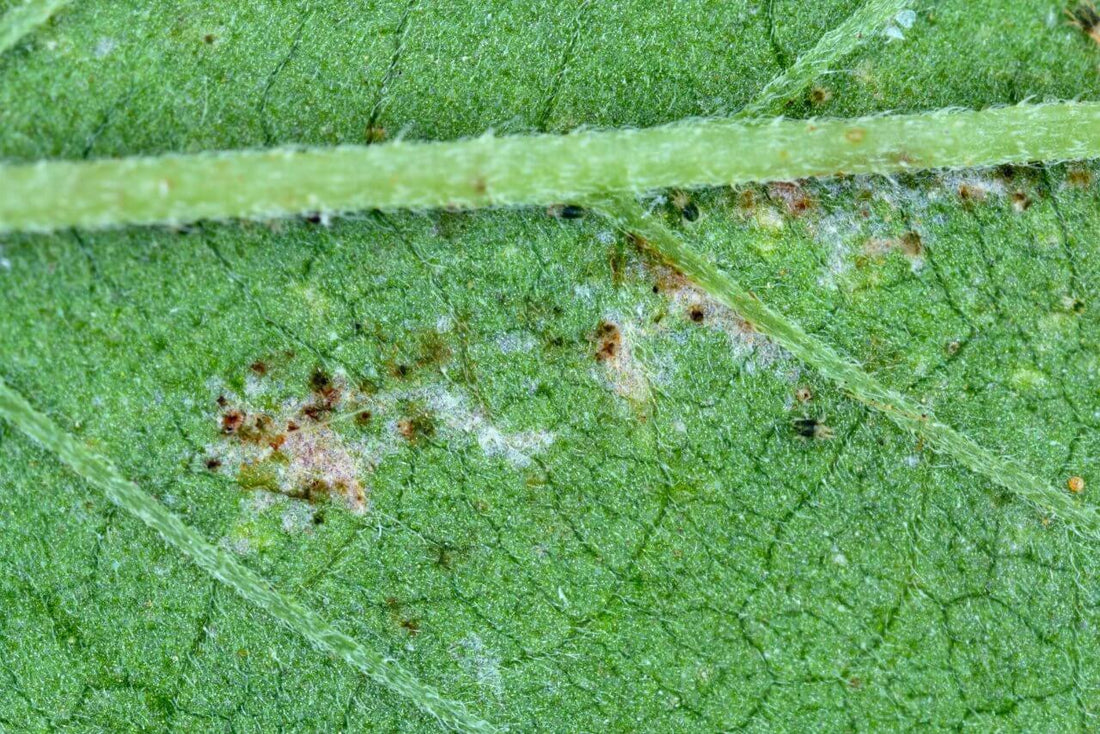 Russet Mites on Cannabis