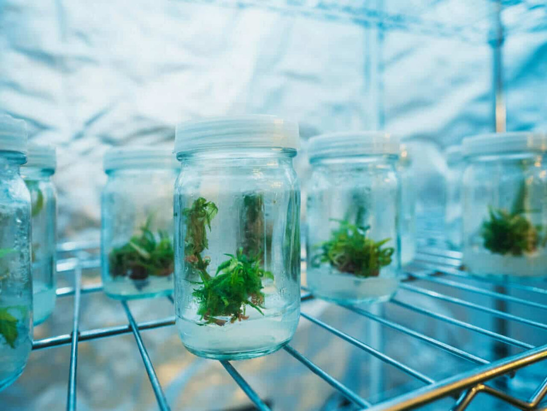What is Cannabis Tissue Culture?