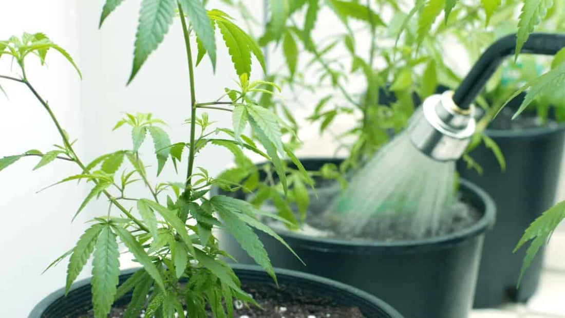 Cannabis Nutrient Schedule