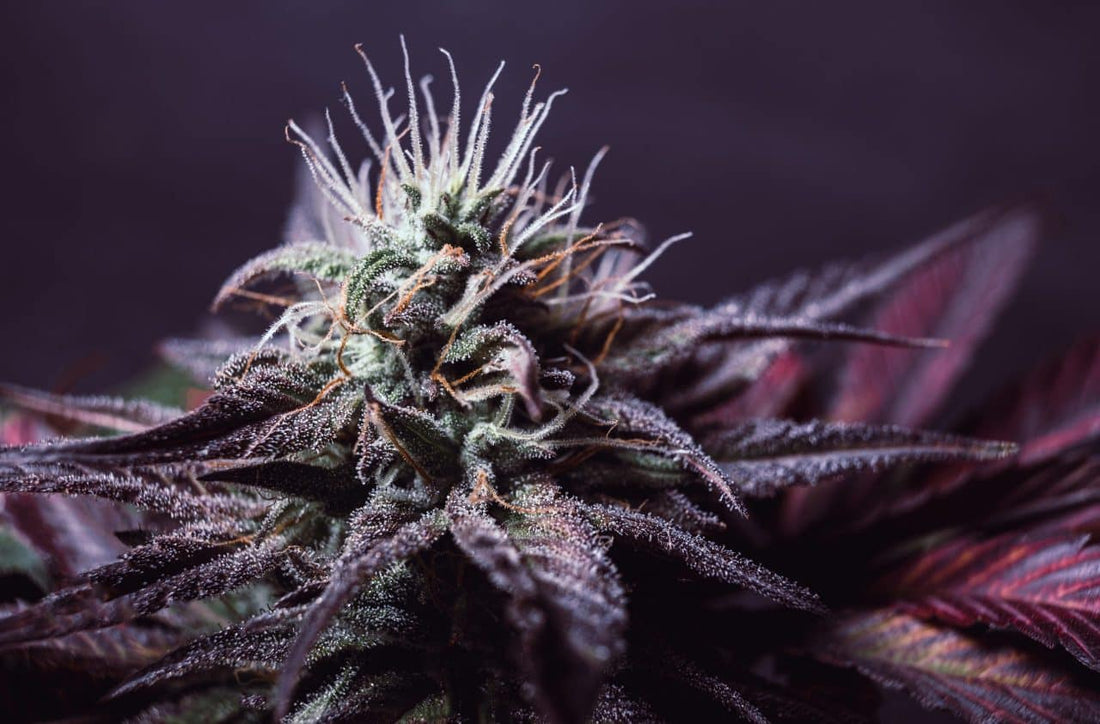 Common Myths About Autoflowers