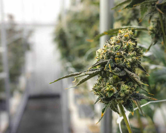 Maximizing Autoflower Yields