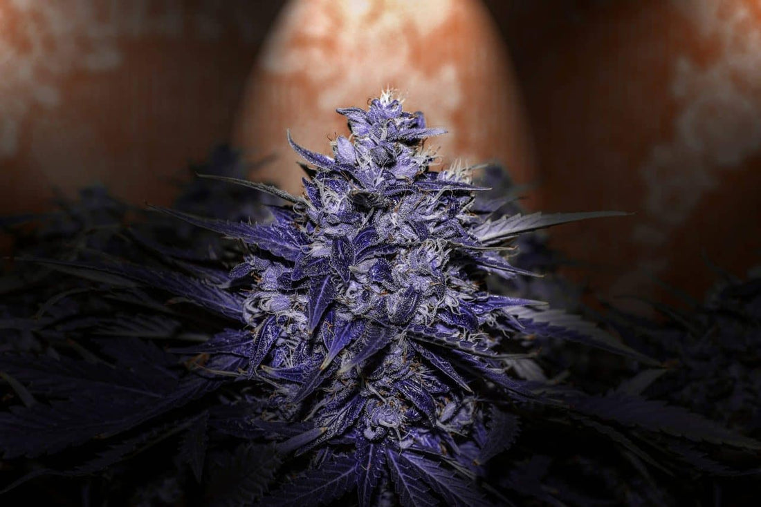 The Best Light Cycle for Autoflowers - Do Autoflowers Need Darkness?