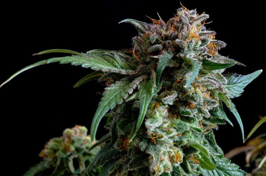 Cannabis Leaves Curling Down