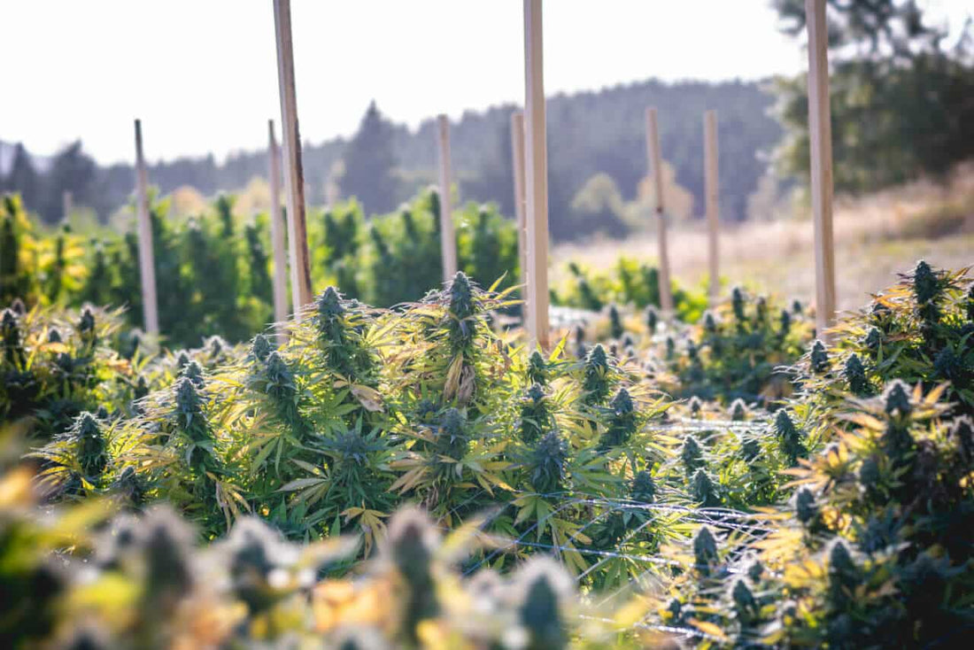 What Cannabis Trellising is and How to do it