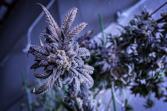 The Perks of Defoliating Cannabis Heavily
