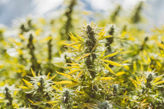 What are Foxtailing Buds?