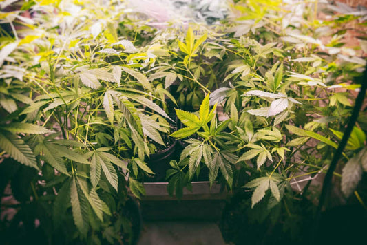 Growing Cannabis Sustainably