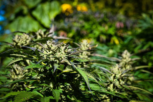 How to Grow Outdoors Stealthily