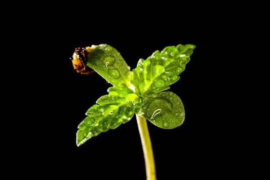 Choosing the Best Nutrients For Autoflower Plants