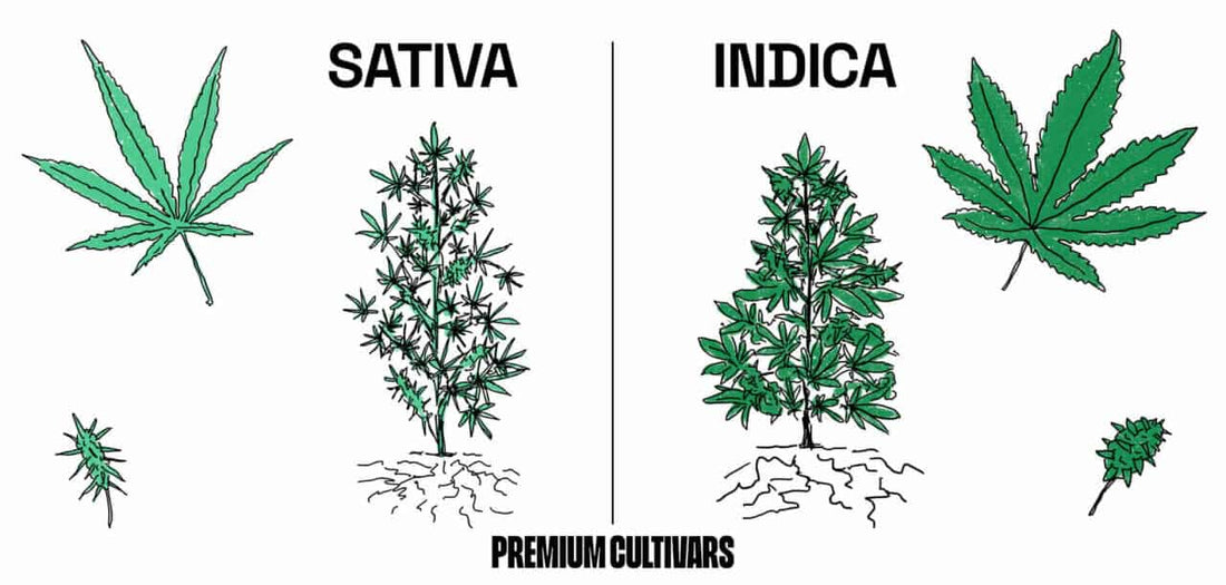 Indica, Sativa and Hybrid - What's the Difference?