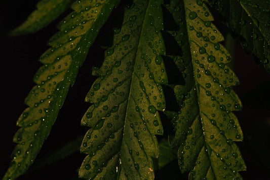 PGRs (Plant Growth Regulator) Vs No PGRs