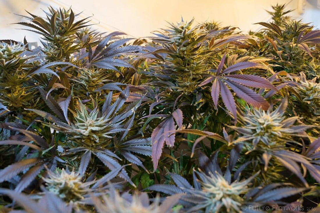 SOG vs SCROG - A Comparison