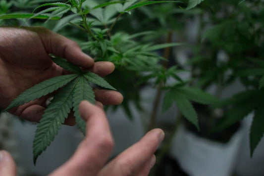 Growing Cannabis in Space Buckets
