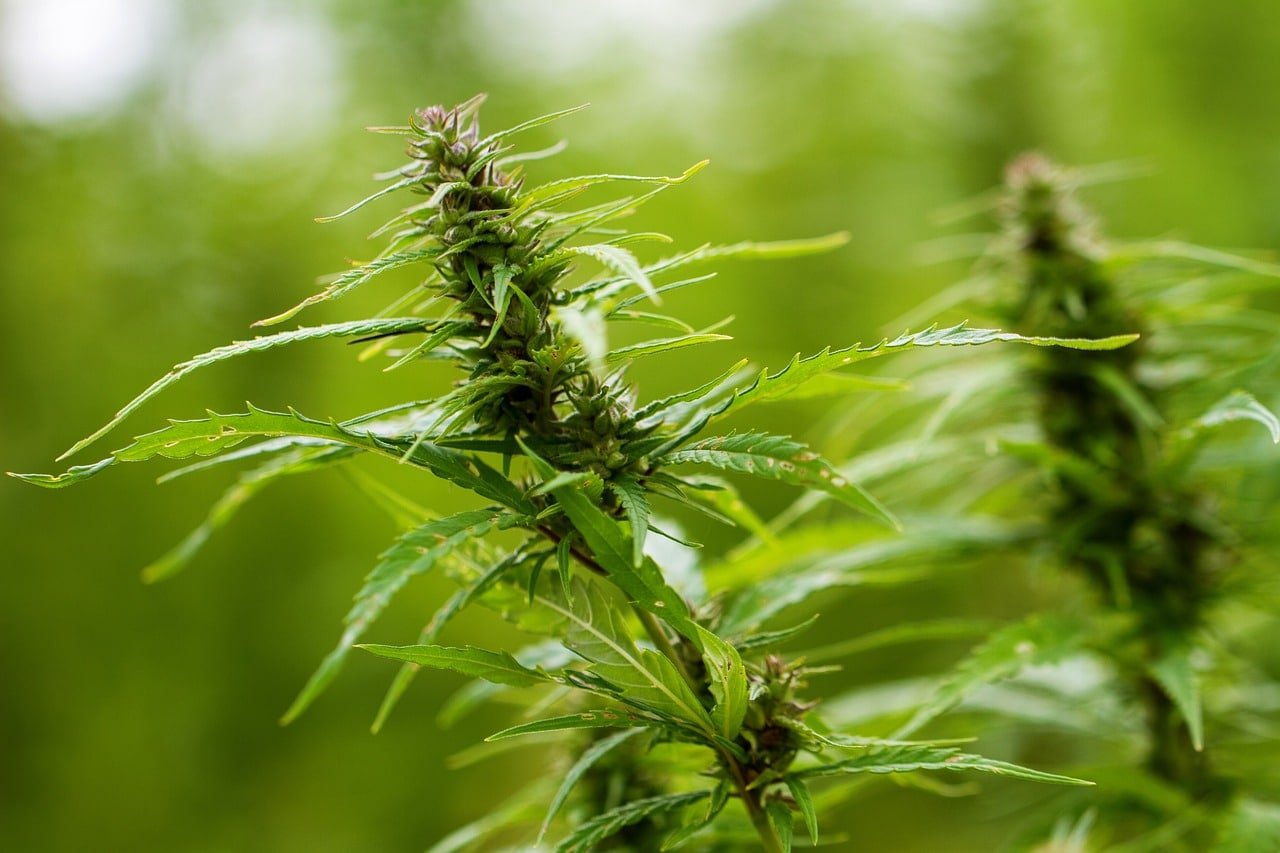 Can Springtails Cause Trouble For Your Cannabis Plants?  Premium Cultivars