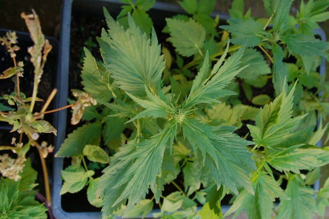 What is The Duck foot Strain?