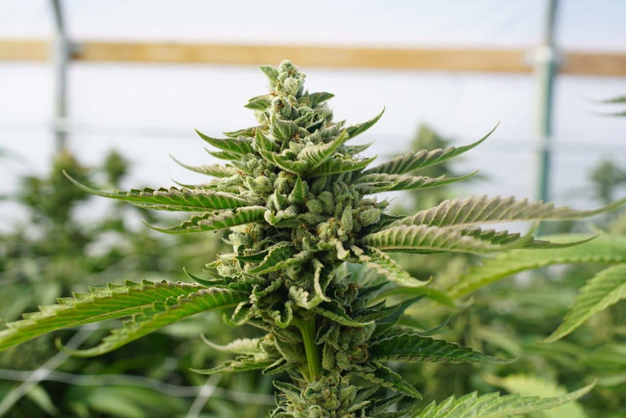 How Big Should My Plants Be After 2 Months?  Premium Cultivars