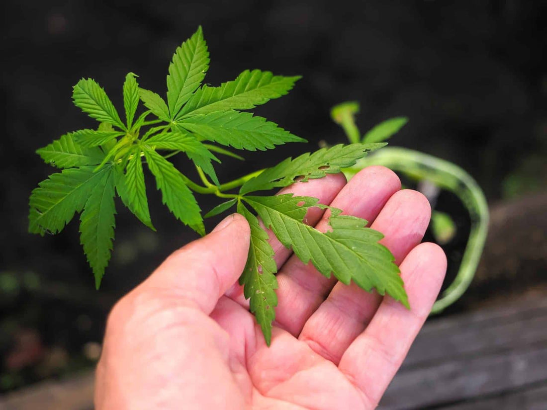 Assessing Early Russet Mite Damage to Cannabis