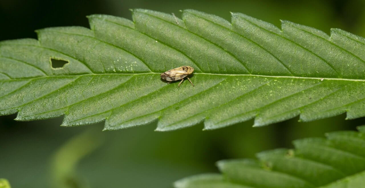 The Most Common Cannabis Pests and Bugs on Cannabis  Premium Cultivars