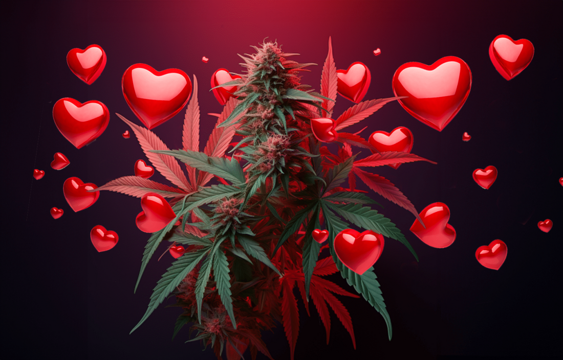SURVEY REPORT: The Relationship Between Cannabis Use and Sexual Experience