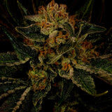 24k Gold Autoflower Cannabis Plant