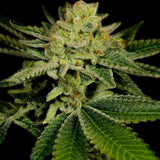 AK-47 Feminized Cannabis Plant