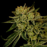 Acapulco Gold Feminized Cannabis Plant