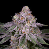 π Adios MF Seeds (100% off)