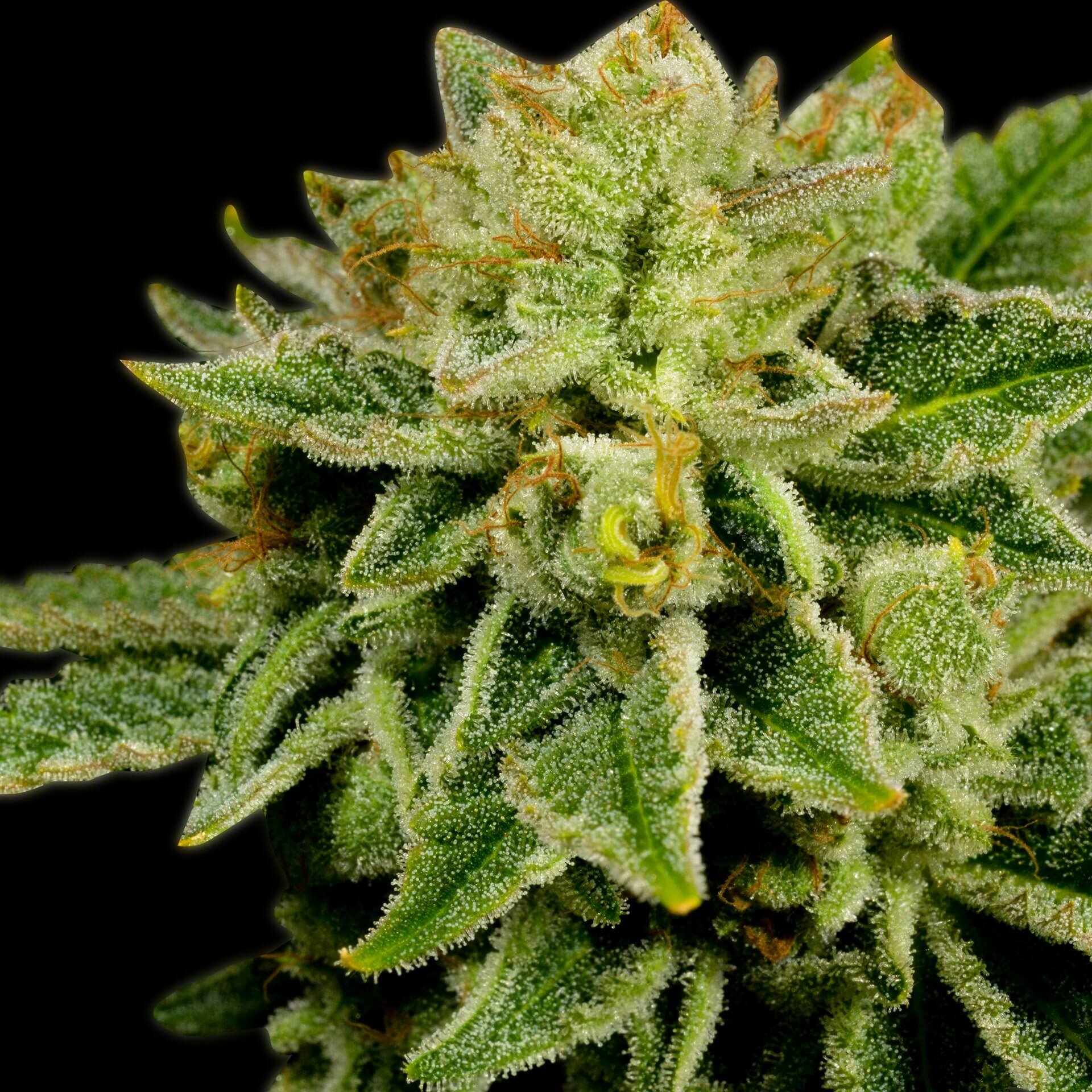 Afghan Kush Feminized Cannabis Plant