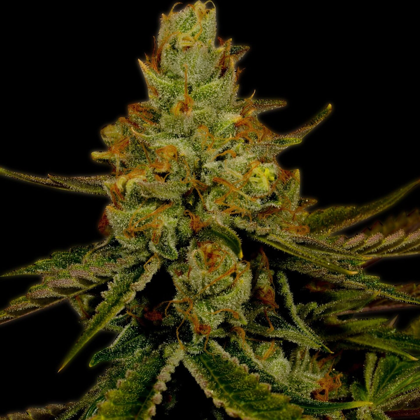 🎁 Agent Orange Seeds (100% off)