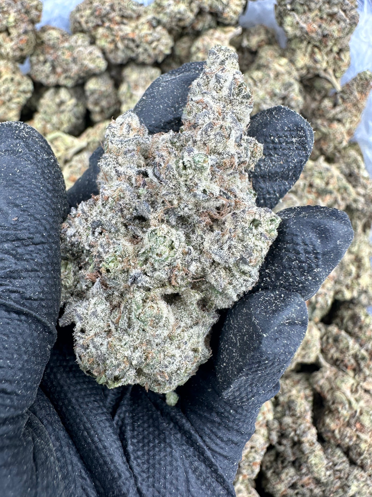 Animal Cookies THCA Flower