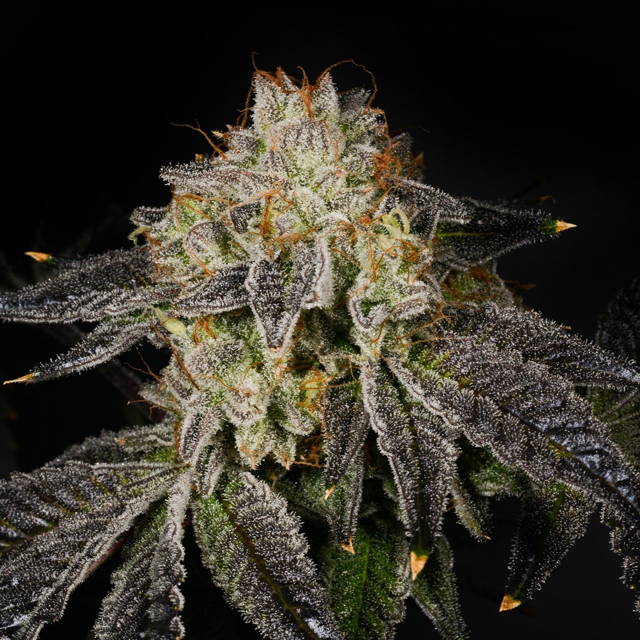 🎁 Bacio Gelato Seeds (100% off)