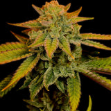 Banana Kush Feminized Cannabis Plant