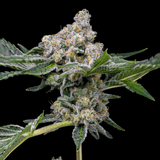 π Beach Bum Autoflower Seeds (100% off)